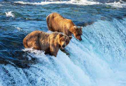 /cms-files/Blog-Alaska-Wildlife.jpg