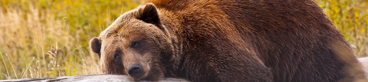 Alaska_Bear_Header_Image.jpg