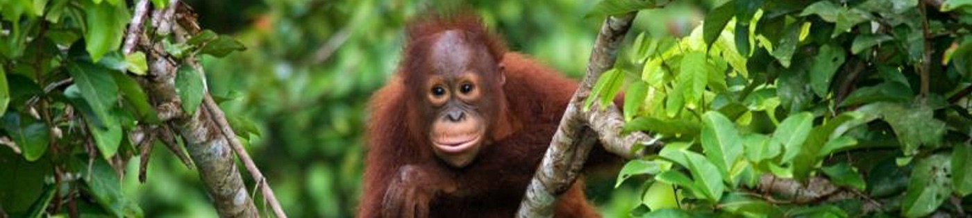 Borneo_Orangutan_Header_Image.jpg