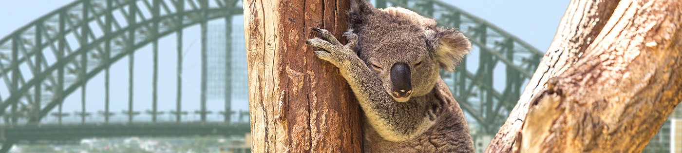 Koala_Sydney_Header_Image.jpg